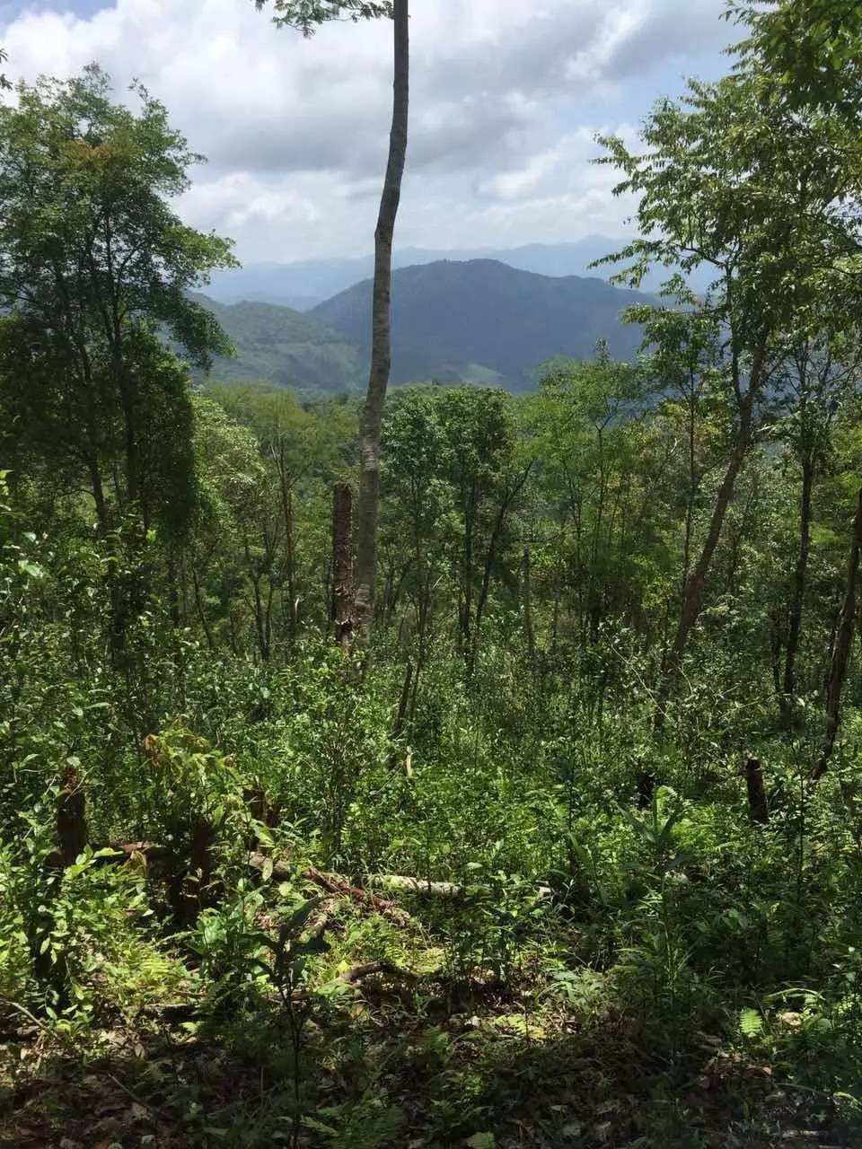 2022年一泡曼松古樹春茶？一飲帝王味……