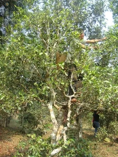 2022年蠻磚古樹(shù)春茶價(jià)格？