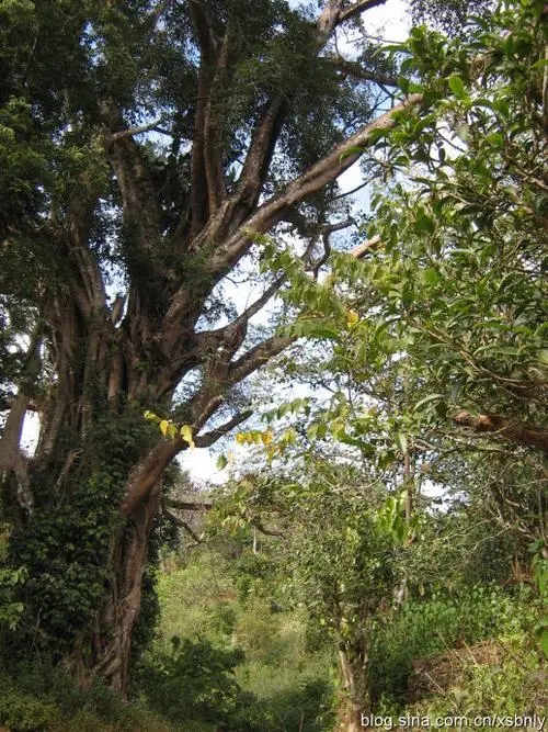 2022年蠻磚古樹(shù)春茶多少錢(qián)一公斤？