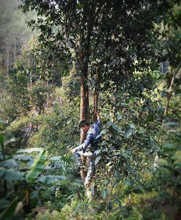 2022年桃子寨古樹(shù)春茶特點(diǎn)？