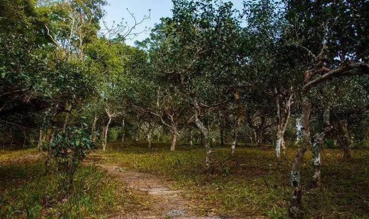 2022年桃子寨古樹(shù)春茶價(jià)格？