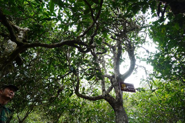 2022年桃子寨古樹(shù)春茶多少錢(qián)一公斤？