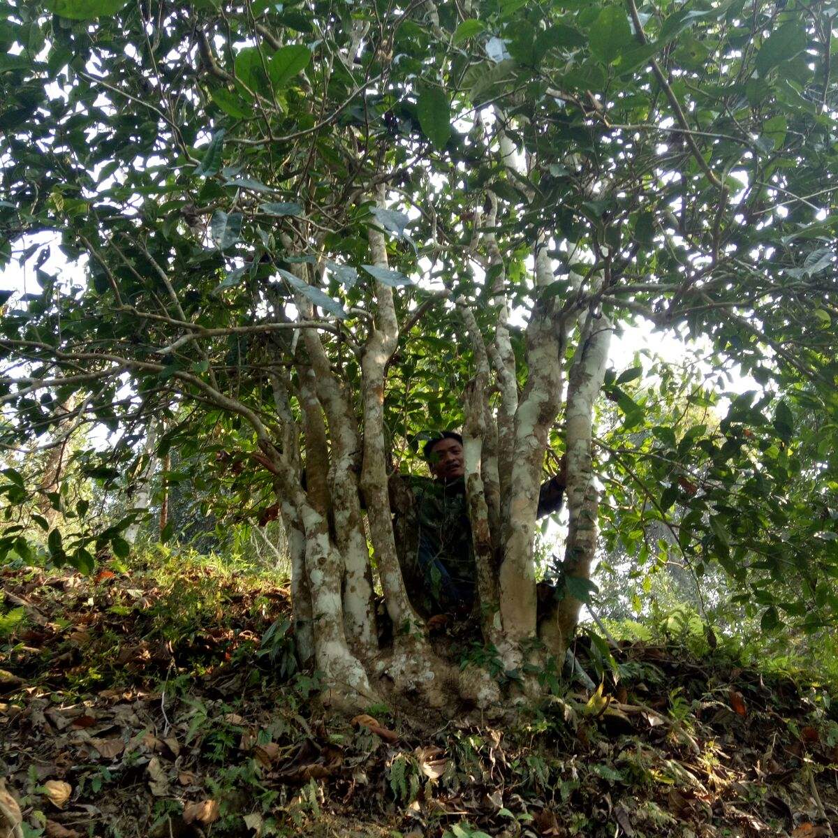 2022年蠻磚瓦龍古樹春茶特點(diǎn)？