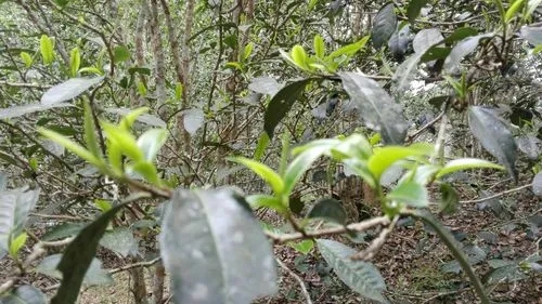 2022年蠻磚瓦龍古樹(shù)春茶口感！