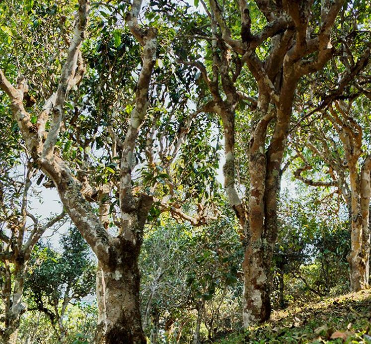 2022年蠻磚瓦龍古樹春茶價格？