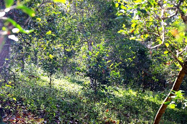 2022年革登古樹(shù)春茶價(jià)格？