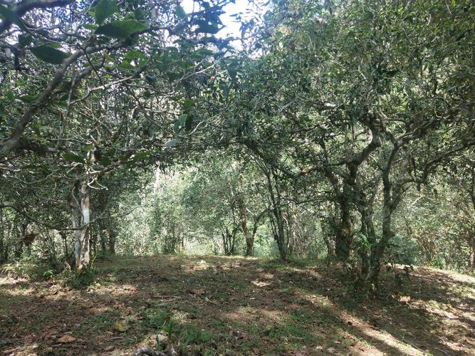 2022年革登古樹(shù)春茶多少一公斤？