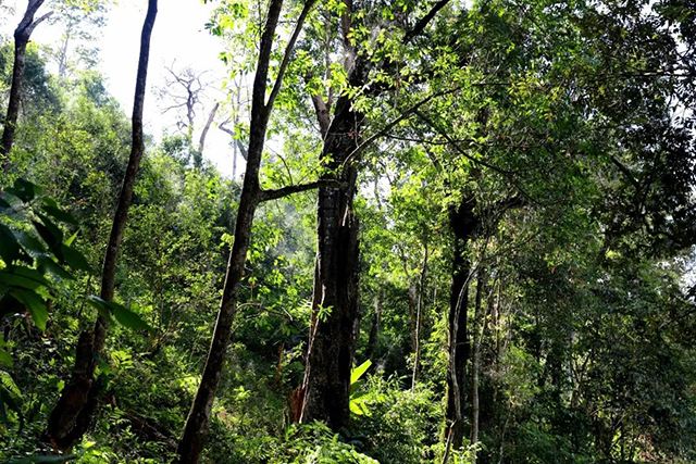 2022年革登古樹(shù)春茶，可飲可藏的絕佳茶品