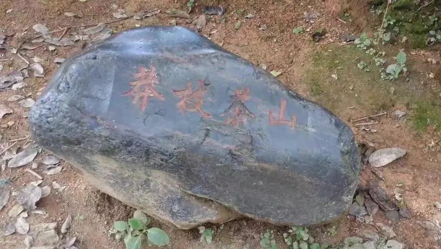 2022年莽枝古樹(shù)春茶特點(diǎn)？