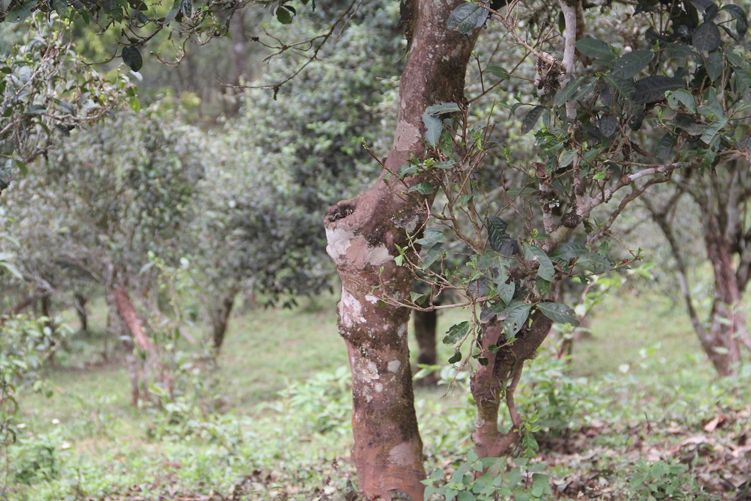 2022年莽枝古樹(shù)春茶價(jià)格？