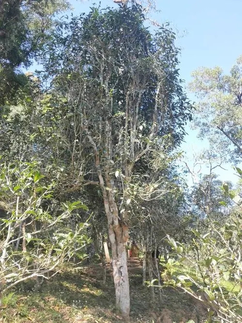 2022年莽枝古樹(shù)春茶多少錢(qián)一公斤？