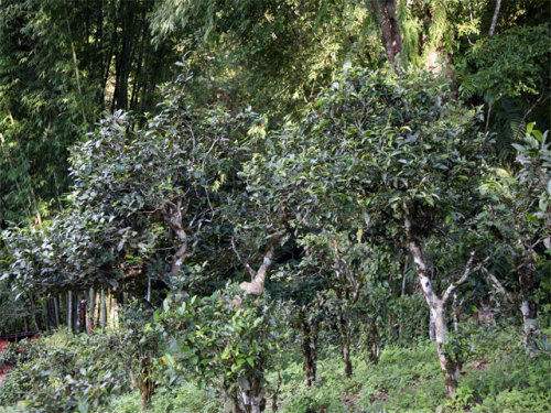 2022年攸樂(lè)古樹(shù)春茶特點(diǎn)？