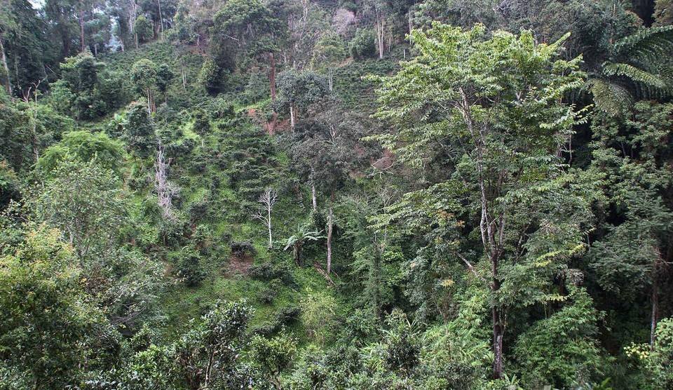 2022年攸樂(lè)古樹(shù)春茶價(jià)格？