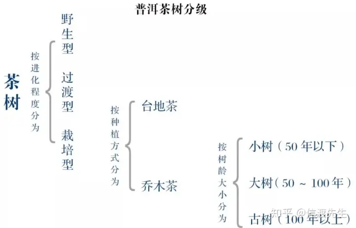 2022年按順序排列普洱茶樹等級 怎么分？
