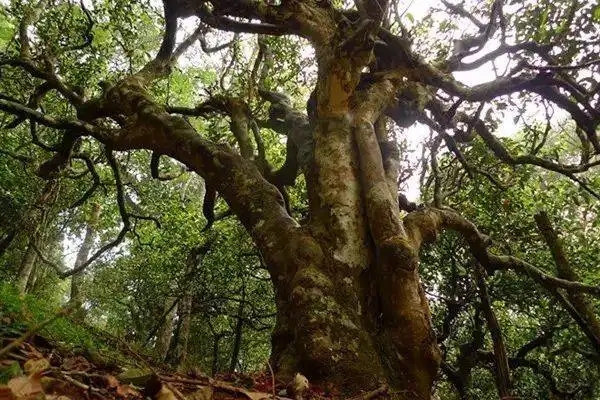 冰島！普洱茶界最有名的山頭，一次性把冰島茶講清楚！