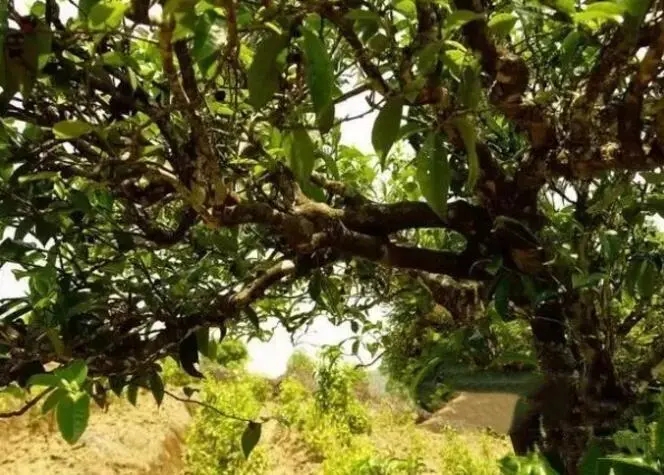 如何鑒別普洱茶樹齡？