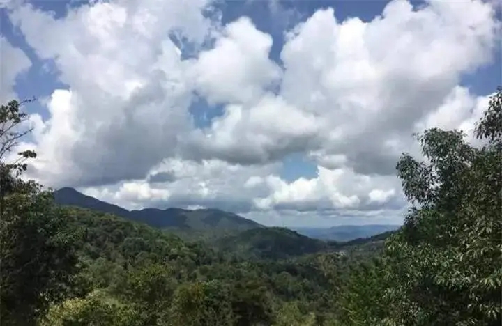 喝普洱茶的人為什么喜歡追山頭？無非就是這幾個(gè)原因