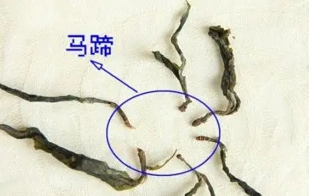 馬蹄竟然還能喝？普洱茶里的馬蹄你有了解過嗎？