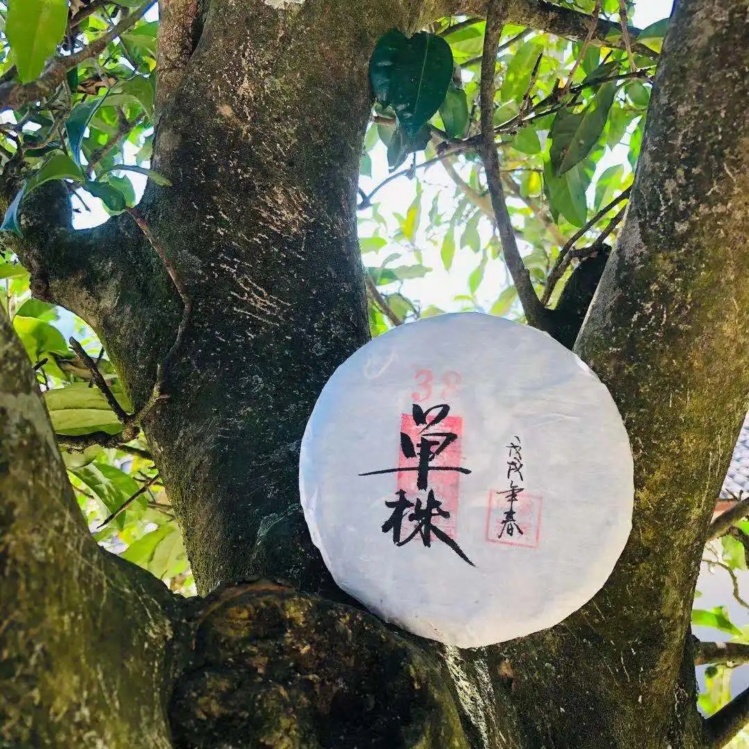 普洱茶單株是什么，好在哪里？