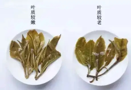 生普？熟普？如何挑選一款普洱茶？