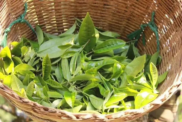 普洱茶3大核心產(chǎn)區(qū)，請好好收藏！