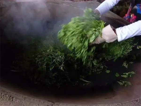 普洱茶為什么要殺青？