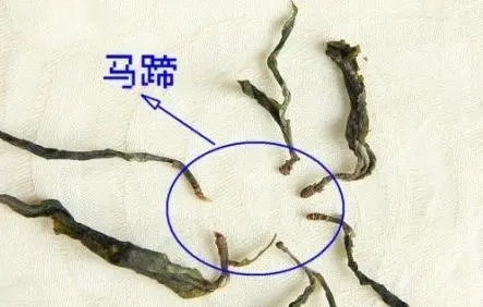 馬蹄竟然還能喝？普洱茶里的馬蹄你有了解過嗎？