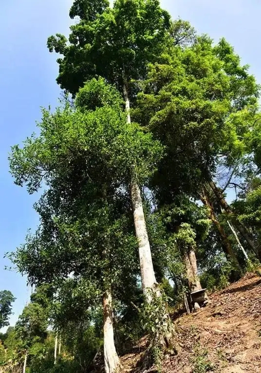 普洱茶概念中的“國有林”、“高桿古樹”是怎么樣的存在？