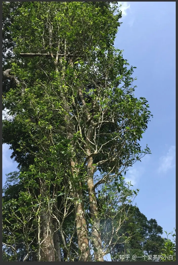 高桿古樹做成的普洱茶，憑什么紅遍大江南北？