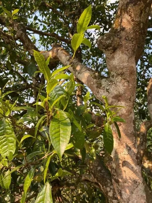 易武高桿 普洱長(zhǎng)頸？