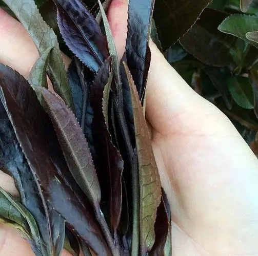 普洱茶中有一種叫“紫芽茶”的是怎么回事？