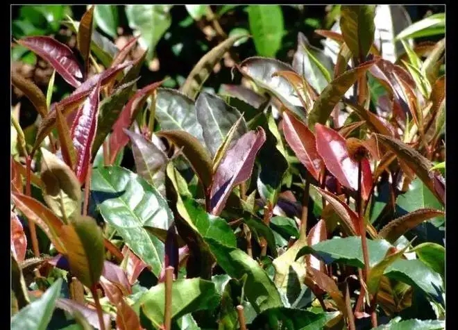 紫芽普洱茶真的都很珍貴嗎？這篇文章說到你心坎上了