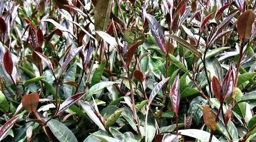 紫芽普洱是什么茶？