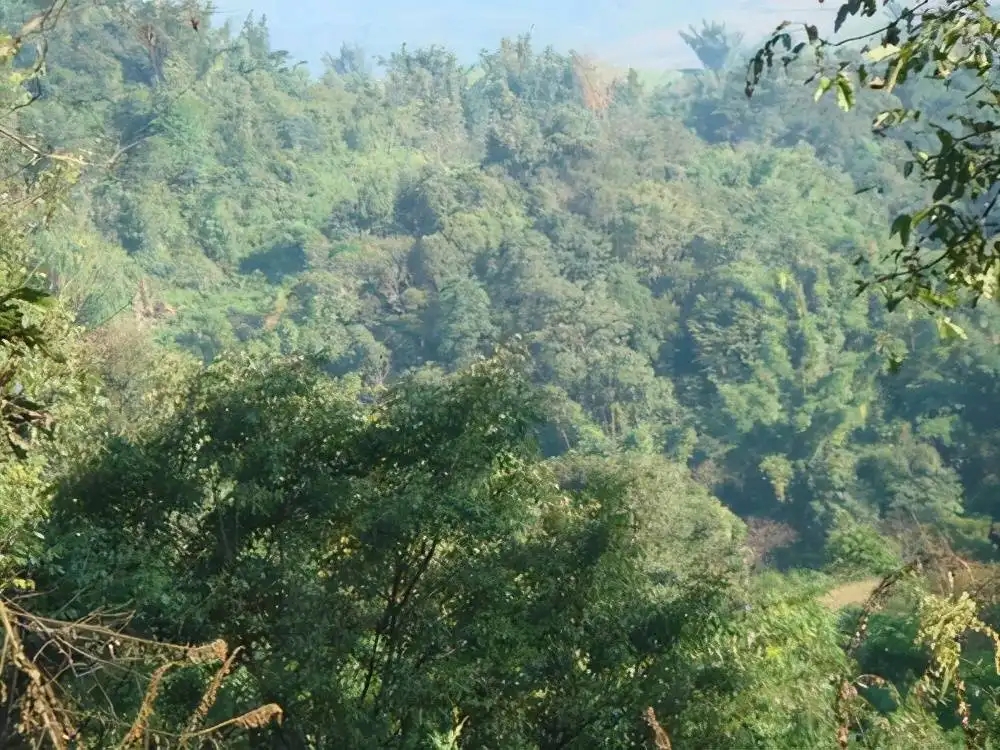 茶山紀實：再進犀牛塘，不一樣的感覺；菁瑤可以預見的豐收年