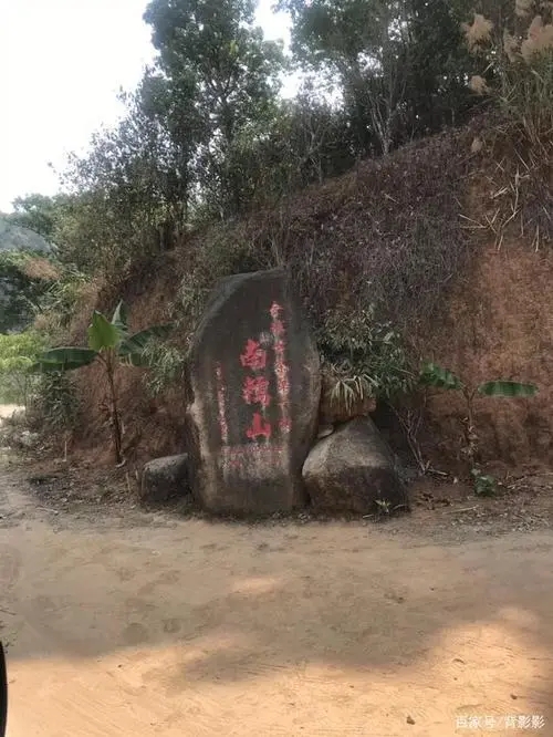 古茶第一村”，你見過這樣的茶樹嗎？