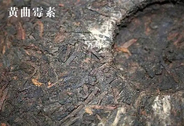 普洱茶有黃曲霉毒素，喝了會致癌？不黑不吹，咱用事實說話