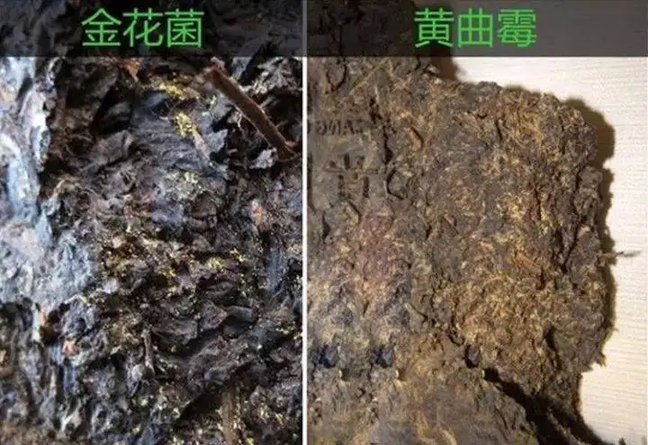 從普洱茶致癌論說開，再談普洱茶與黃曲霉毒素的關系。