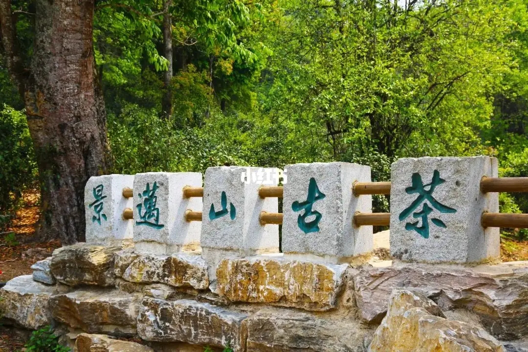 普洱茶的年份：新茶、老茶、中期茶、印級茶、古董茶