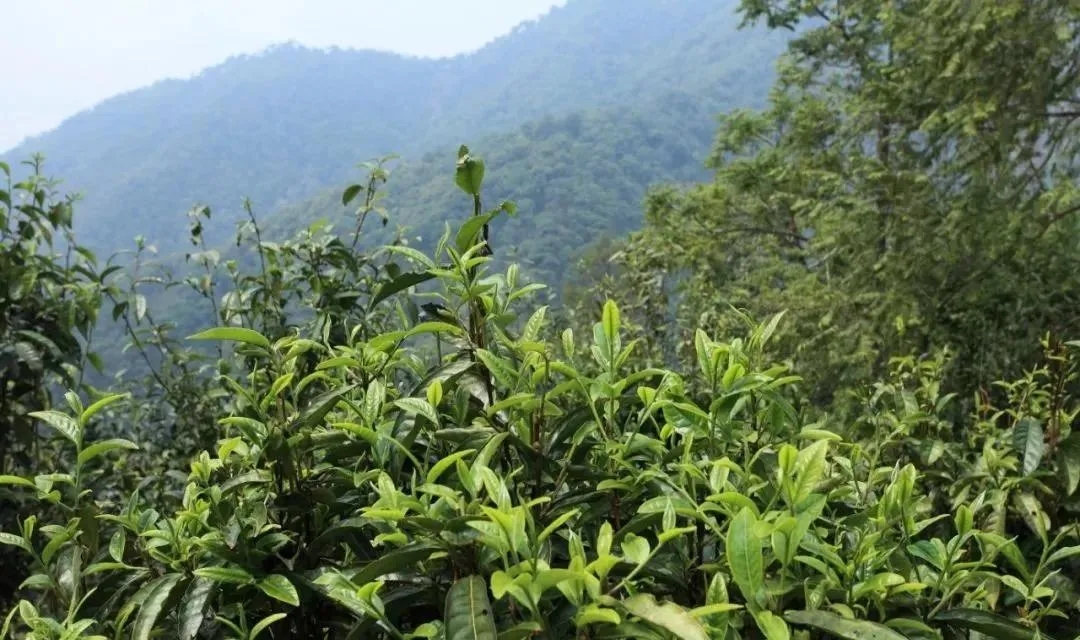 古樹茶的價值和意義在哪里？