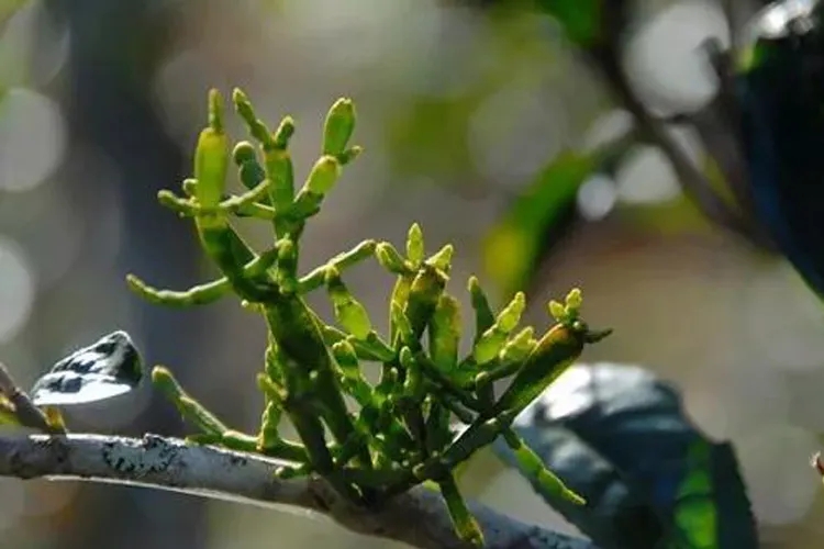 什么是螃蟹腳？茶界的螃蟹腳可能和你想的不一樣！