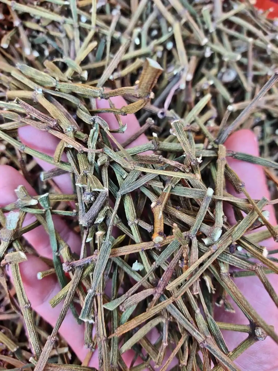 干貨 | 什么是茶界的螃蟹腳？