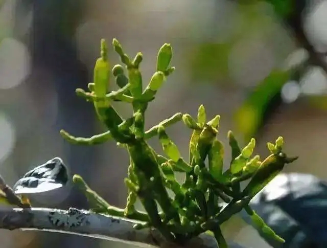 一節(jié)螃蟹腳，勝過冬蟲和夏草