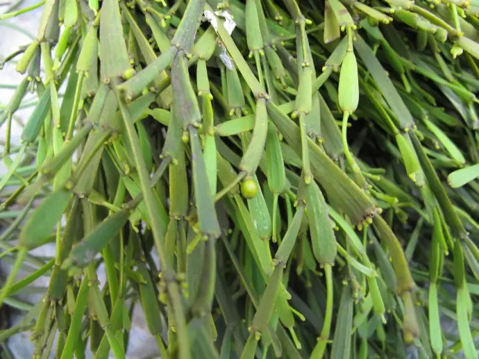 普洱茶中的“螃蟹腳”，到底是什么？如何辨別？