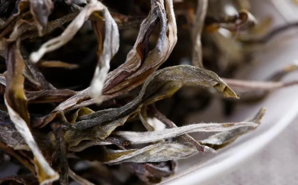 普洱茶樹生長的海拔越高，品質(zhì)就越好嗎？