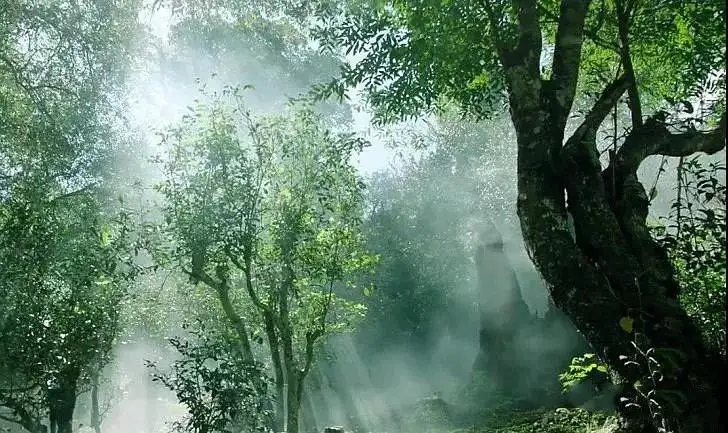 獨有神韻的瀾滄景邁古樹茶！