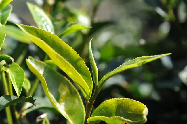 普洱茶“山野氣韻”如何形成？