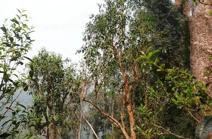 易武白茶園 | 量少珍稀古樹茶、易武茶中的佼佼者~香揚水柔有內(nèi)質(zhì)