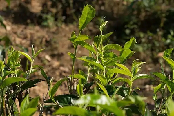 茶山行之易武白茶園