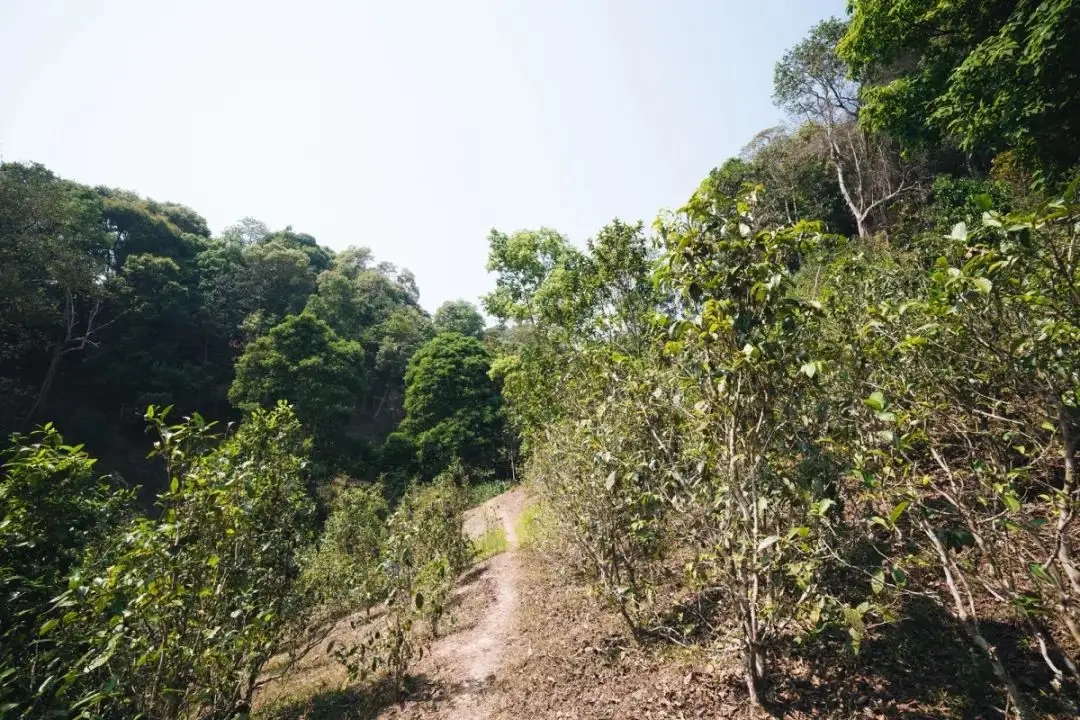 易武荒韻， 秘境白茶園
