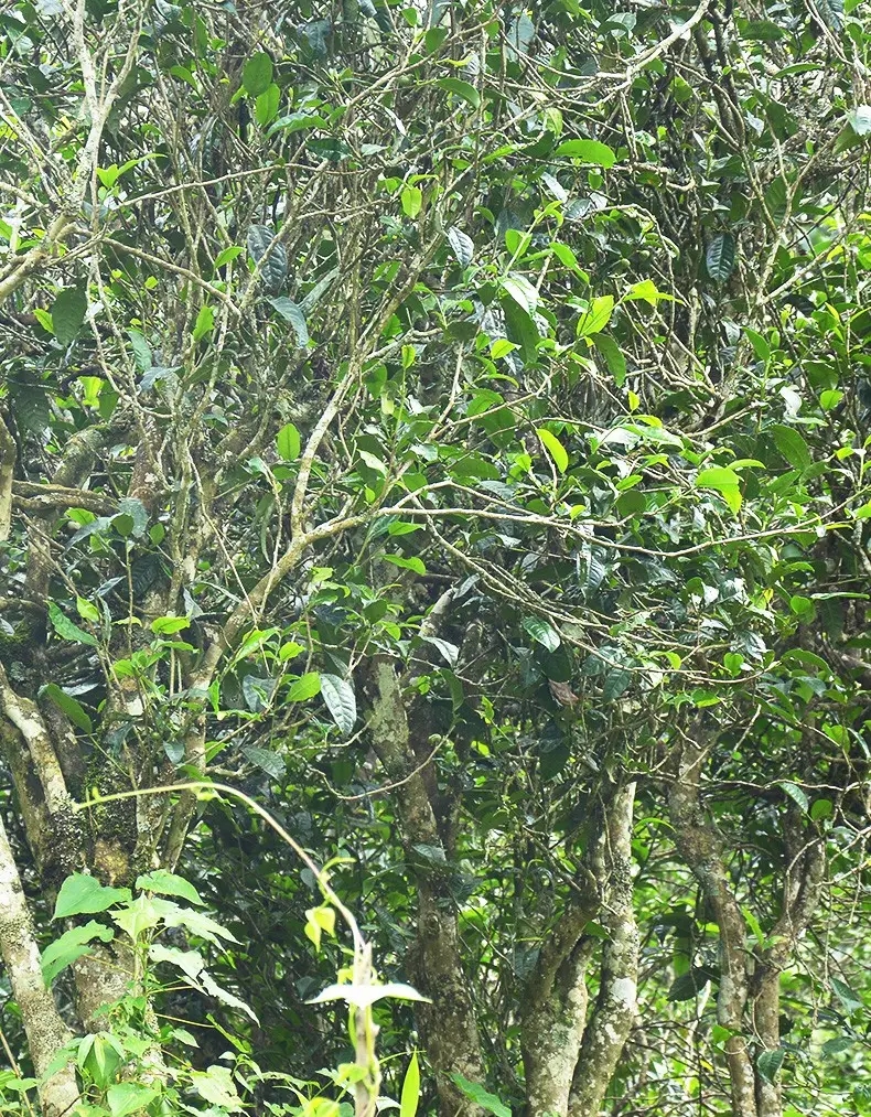 香竹箐：千年的觸摸，穿越時(shí)空的證明